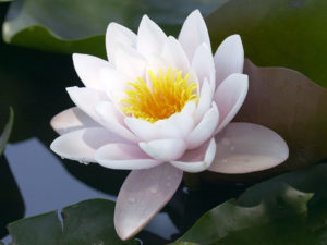 꽃과 씨앗이 동시에 나오기 때문에 원인과 결과가 동시에 갖추어지는 불교의 법을 나타내는 연꽃